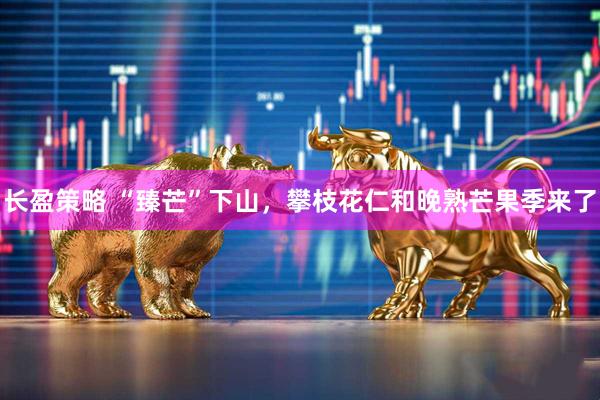 长盈策略 “臻芒”下山，攀枝花仁和晚熟芒果季来了